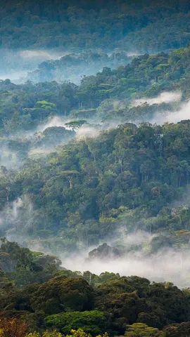 今日は国際森林デー