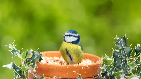 Having a holly good time