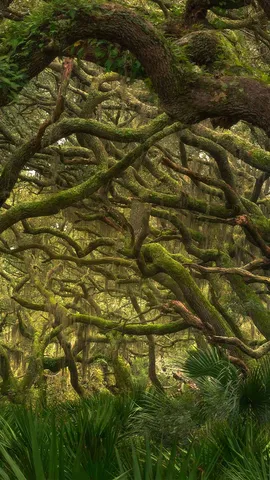 潮風に揺れる森