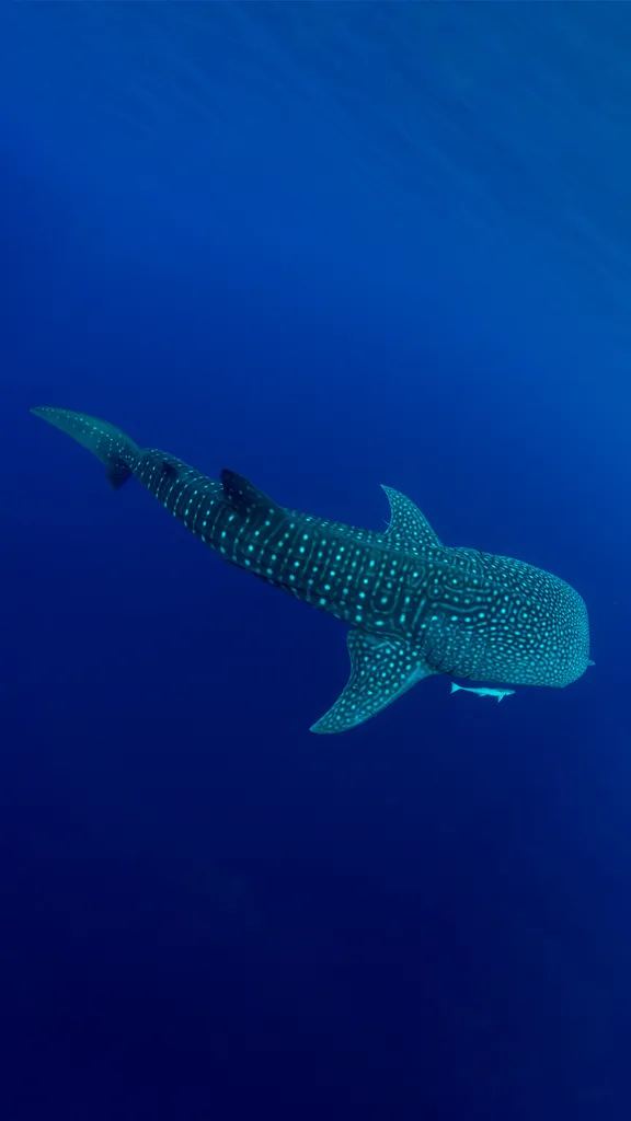 Custode degli abissi