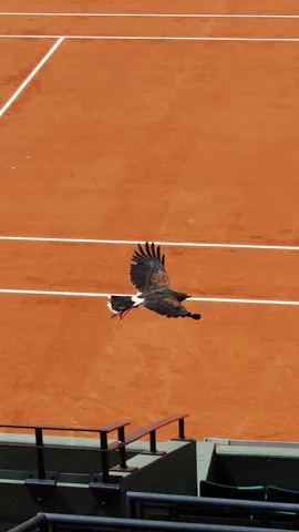 Le faucon veille sur la terre battue