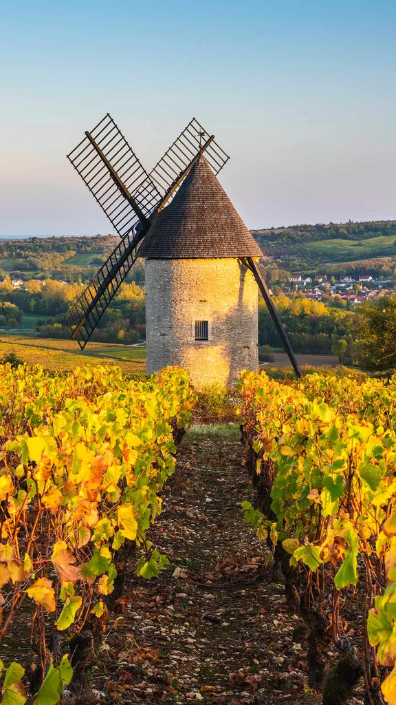 Sorine windmill and vineyards, Santenay wine region, C&ocirc;te de Beaune, Burgundy, France