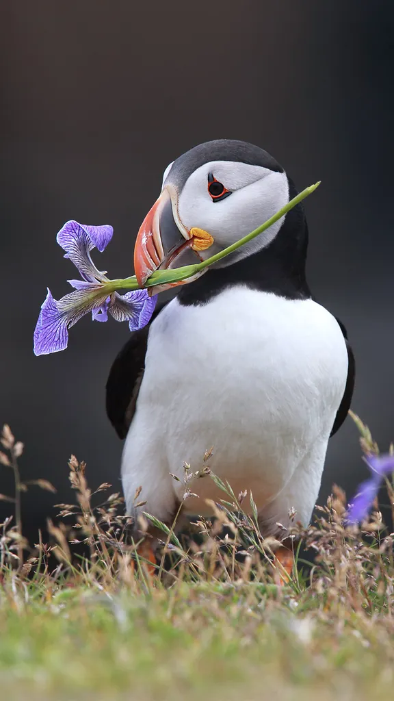Atlantic puffin holding a wild iris in his beak in Elliston, Newfoundland, Canada