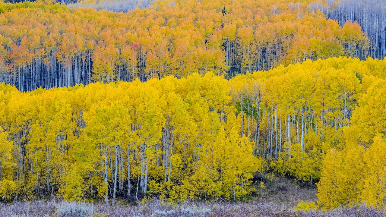 Autumn aspen trees near Guardsman Pass, Utah, United States