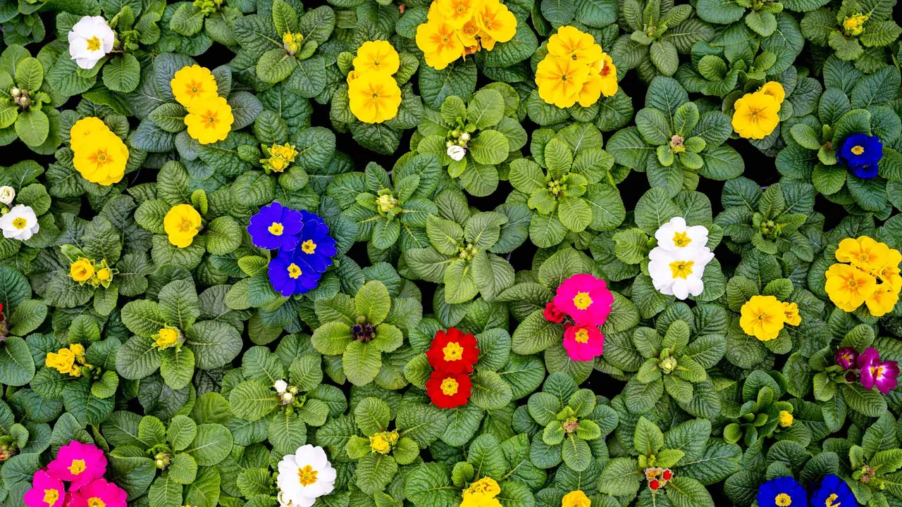 Blumenteppich