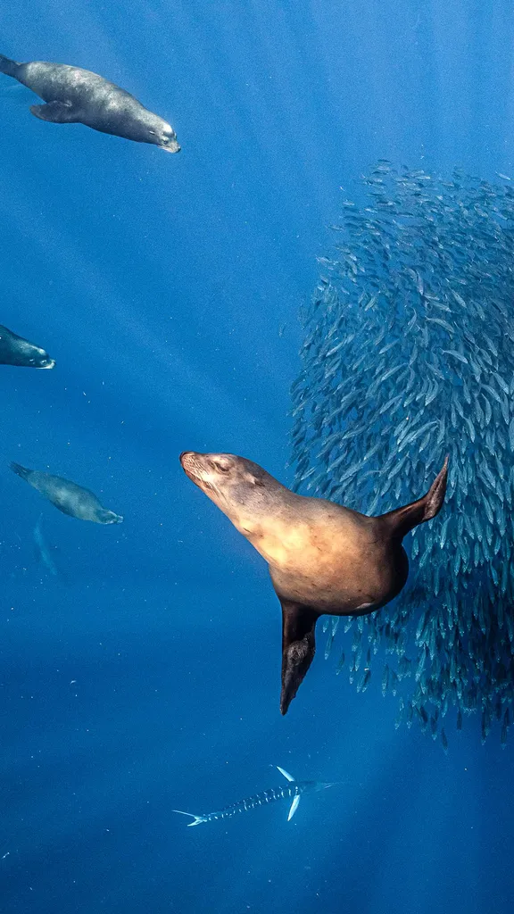 California sea lions hunting a sardine bait ball, offshore Mexico, Pacific Ocean