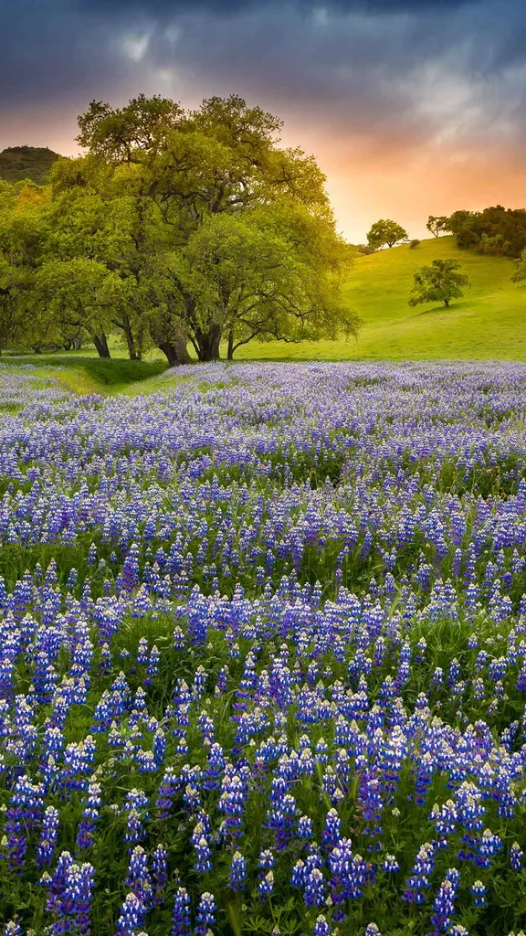 Lupine flowers in bloom, Northern California, United States