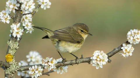 Ein Vogel mit gutem Ruf