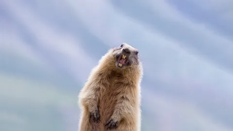 阿尔卑斯旱獭，奥地利陶恩山国家公园