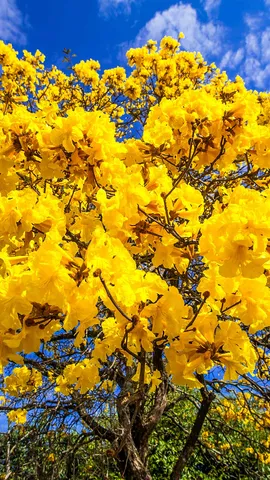 Seja bem-vinda, primavera!