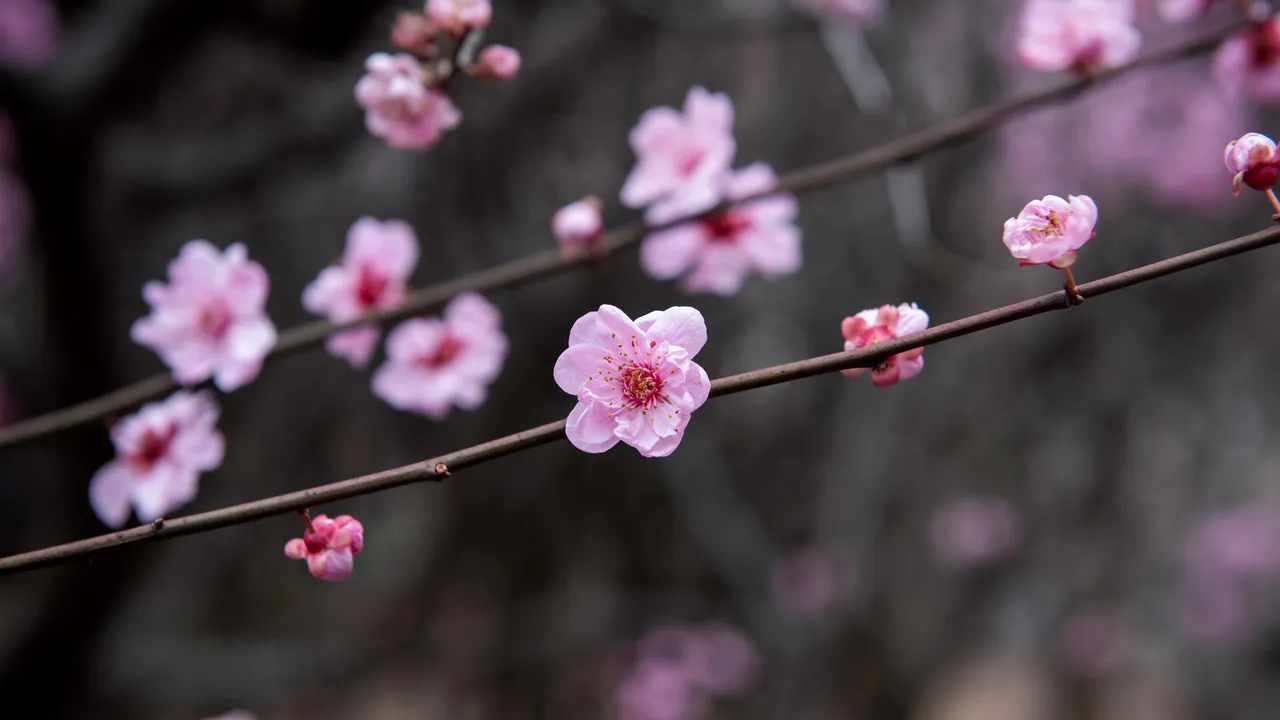 China em flor