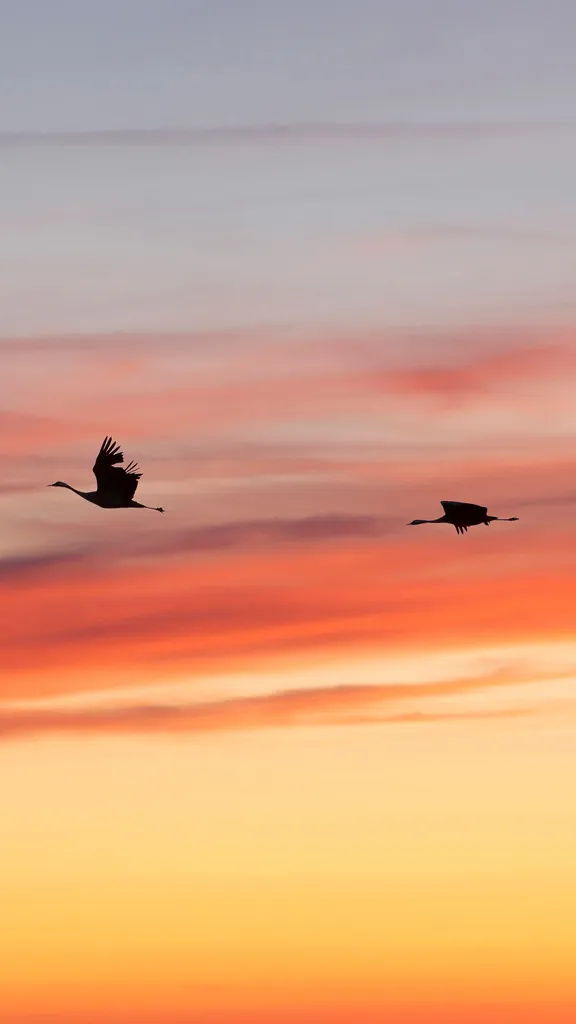 L'aube des grues