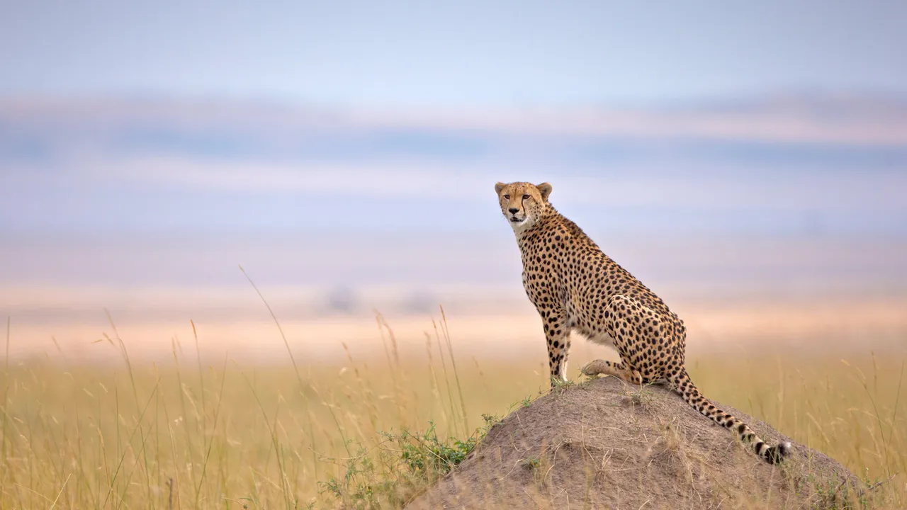 Corrida pela sobreviv&ecirc;ncia