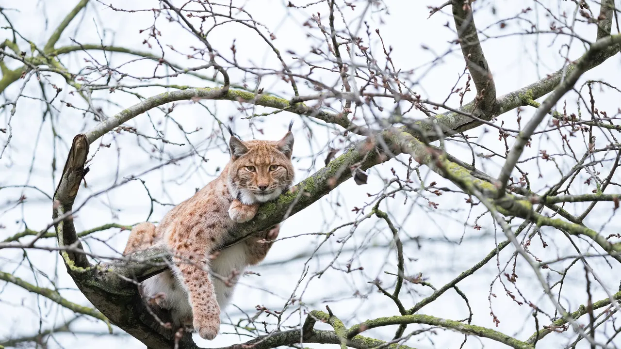Le sphinx des bois