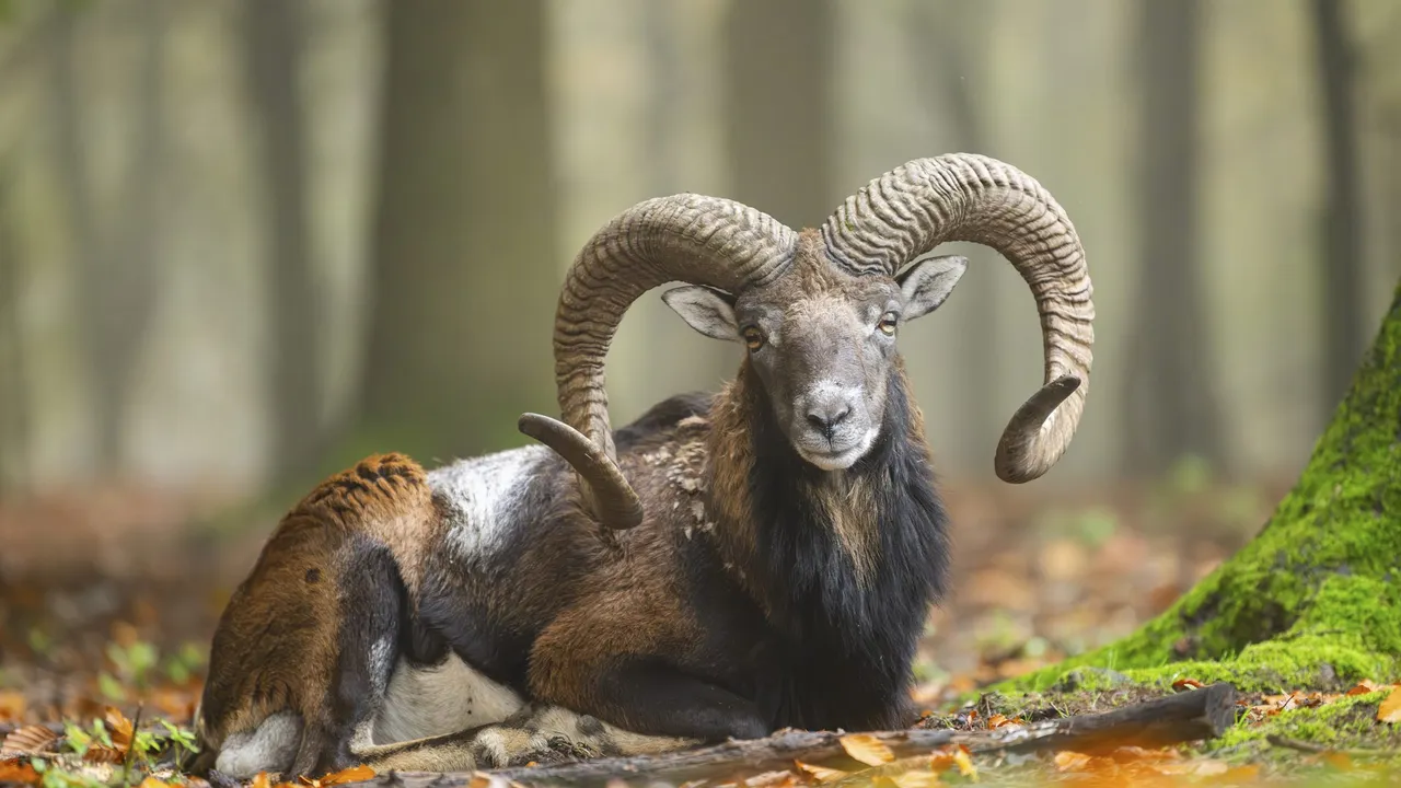 Symbol urspr&uuml;nglicher Natur