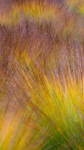 L'automne en tourbi&egrave;re