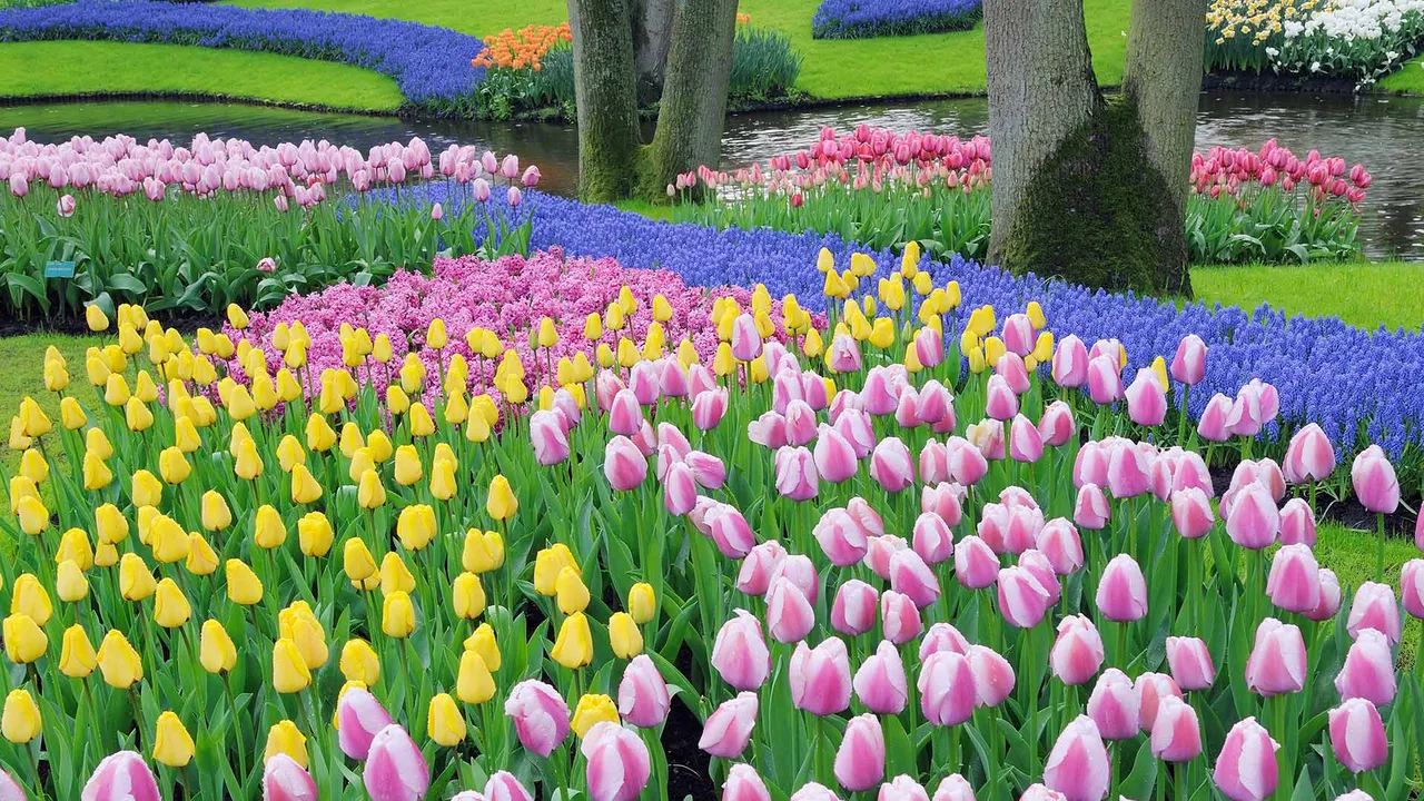 Tulips run the show