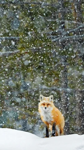 降り積もる雪の中に生きる凛とした気配