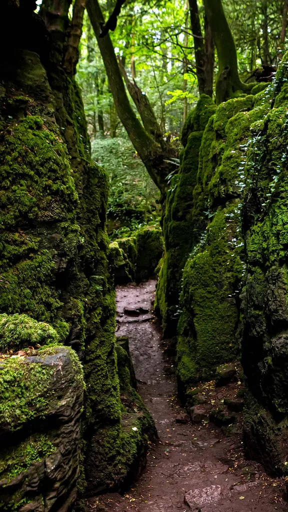 Moss-covered rocks in Puzzlewood, Forest of Dean, Gloucestershire, England