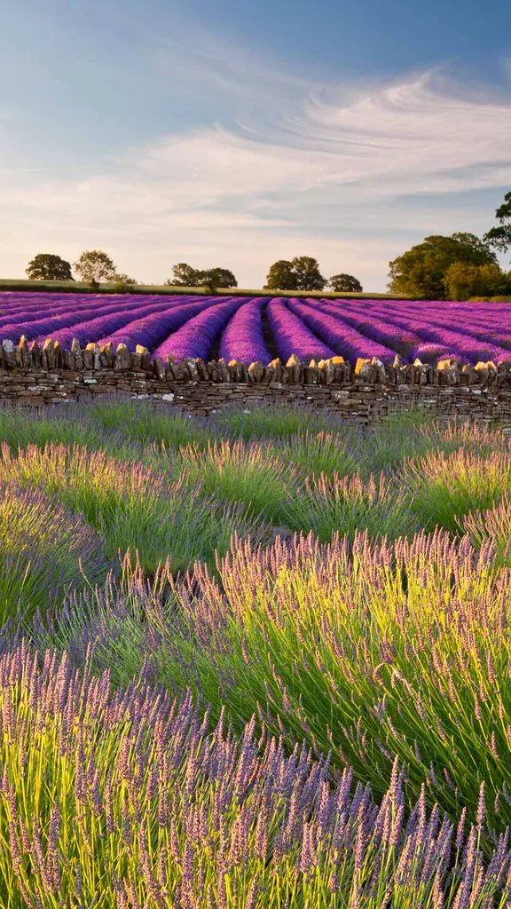 Lavendelfelder