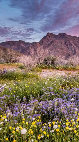 Where is this colorful desert?