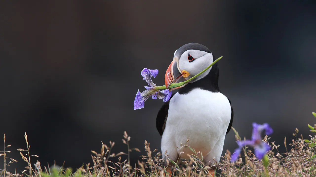 Atlantic puffin holding a wild iris in his beak in Elliston, Newfoundland, Canada
