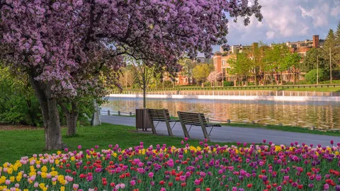 When Ottawa turns tulip
