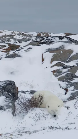 A long winter's nap