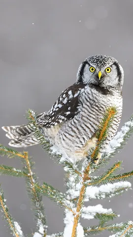 &ldquo;Ulul&agrave; ulul&igrave;?&rdquo;