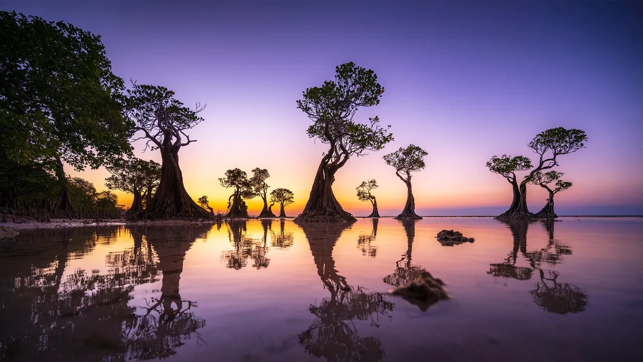 Mangrove trees at twilight, Walakiri Beach, island of Sumba, Indonesia