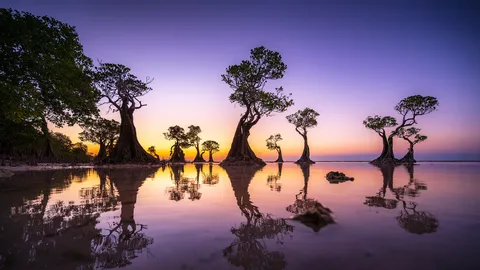 Mangrove trees at twilight, Walakiri Beach, island of Sumba, Indonesia