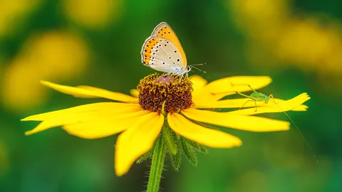 Pollen meets wings