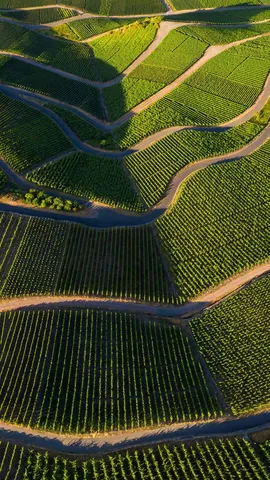 Riesling in Perfektion