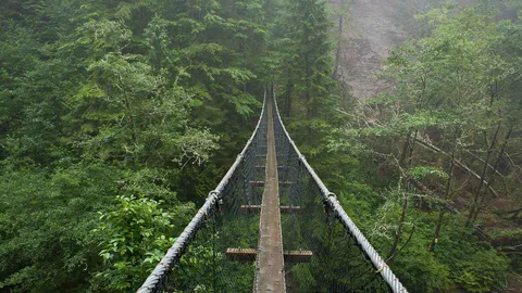 A step above the wild