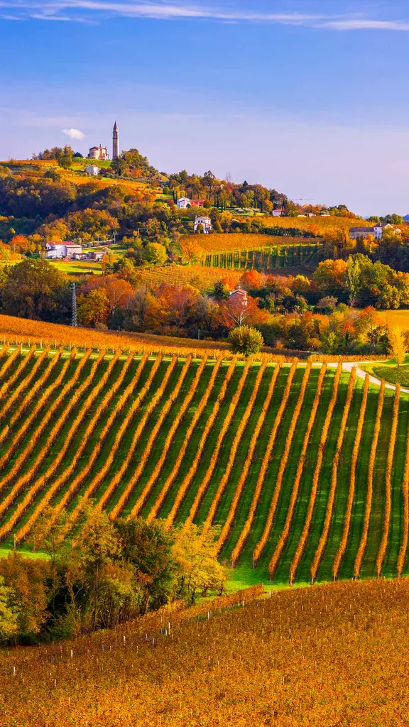 Un calice di vino?