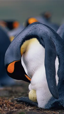 Feathered fathers