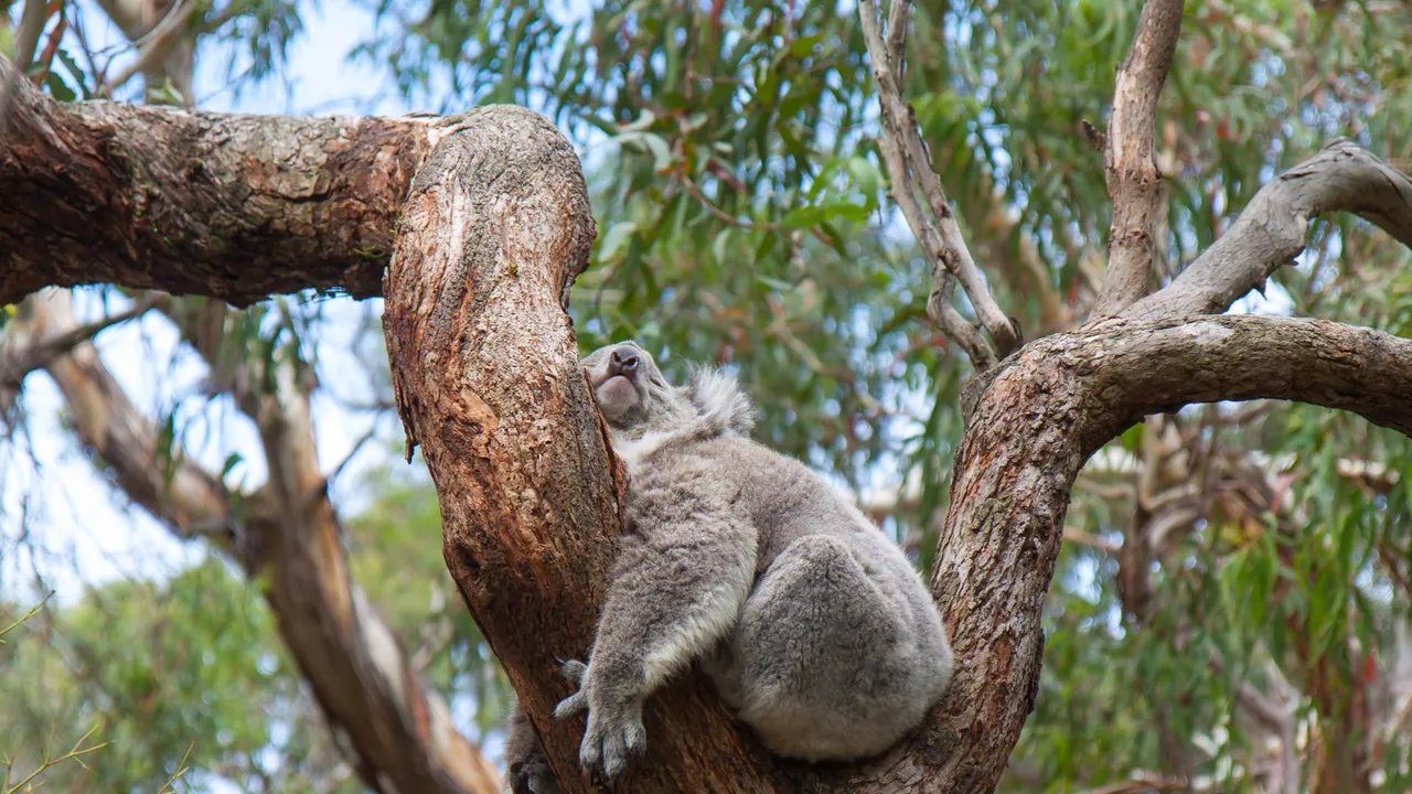 Wovon tr&auml;umt der Koala?