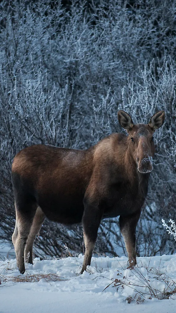 Majest&auml;t der Wildnis
