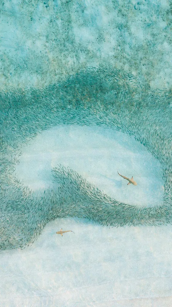 今日はサメ啓発の日