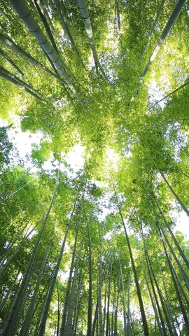 绿意盎然
