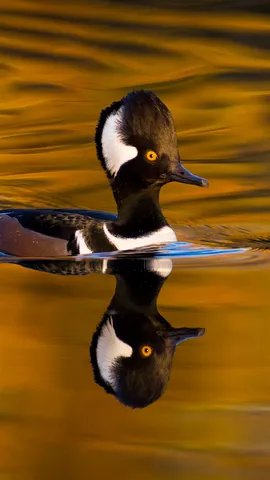 Male hooded merganser, Oregon, United States