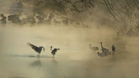 L'amour est un oiseau rebelle