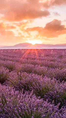 Un petit coin de paradis proven&ccedil;al