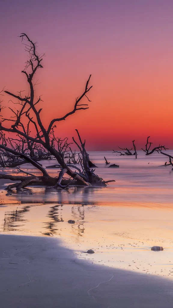 The trees that lost ground