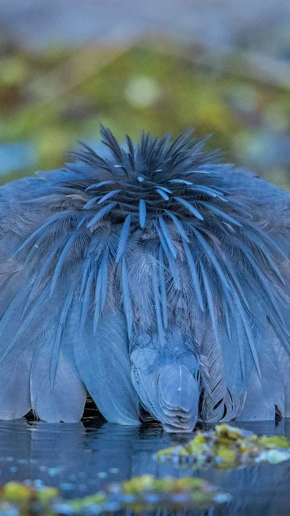 Maniobra del paraguas