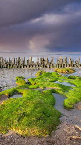世界最大の干潟地帯