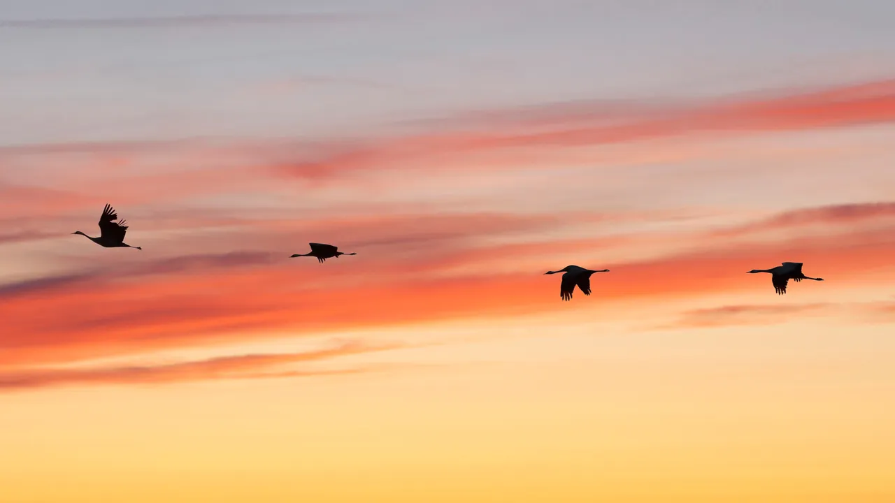 L'aube des grues