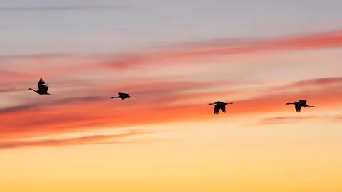 L'aube des grues