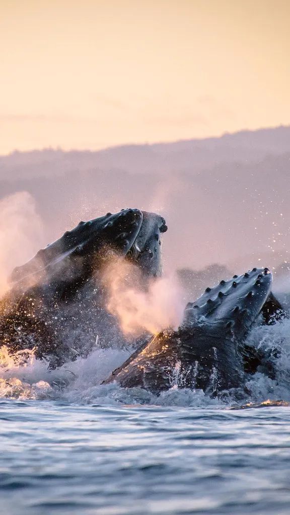 Humpback whales in Monterey Bay, California, USA