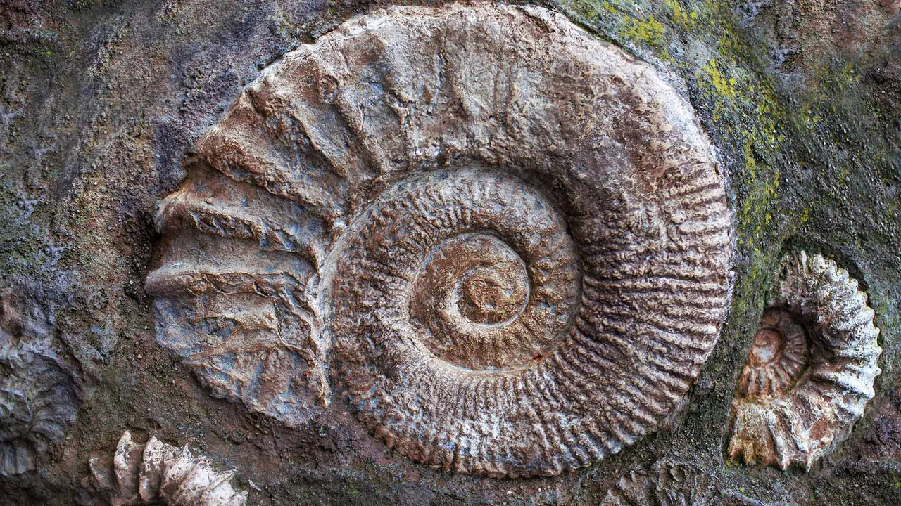 Ammonite fossils from the Jurassic Period